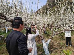 广西凌云：“美丽经济”赋能乡村振兴